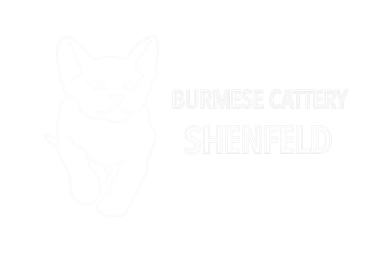 Burmese Cattery Shanfeld